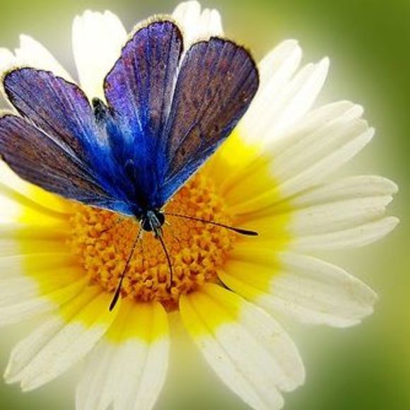 m_butterline